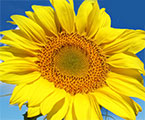 Wiesenthal Sunflower